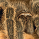 Illustration for article titled 18 Creepy, Crawly Photos Of Insects